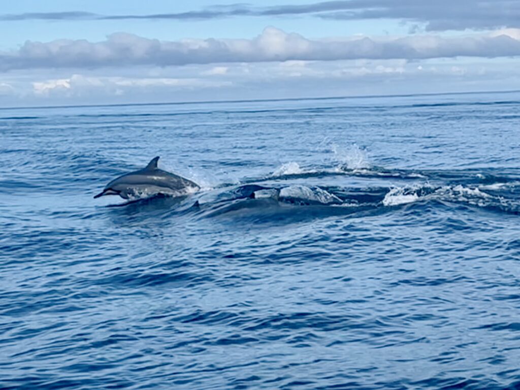 dauphins ile maurice